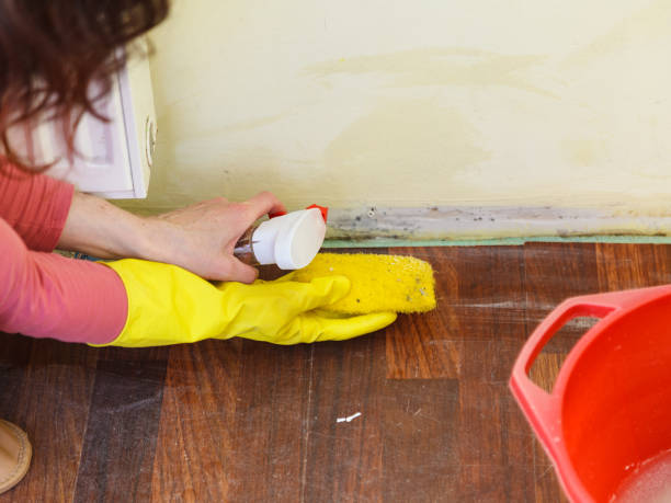 Professional Mold Removal in Lake Park, FL